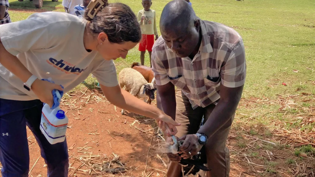 Trinity Baptist Church mission volunteer and Zambian farmer providing veterinary care to a goat in Zambia.